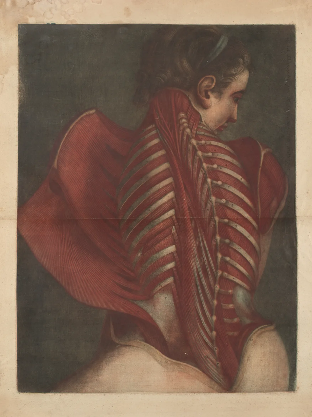 Eighteenth-century anatomical print of the back muscles of a figure looking over the shoulder