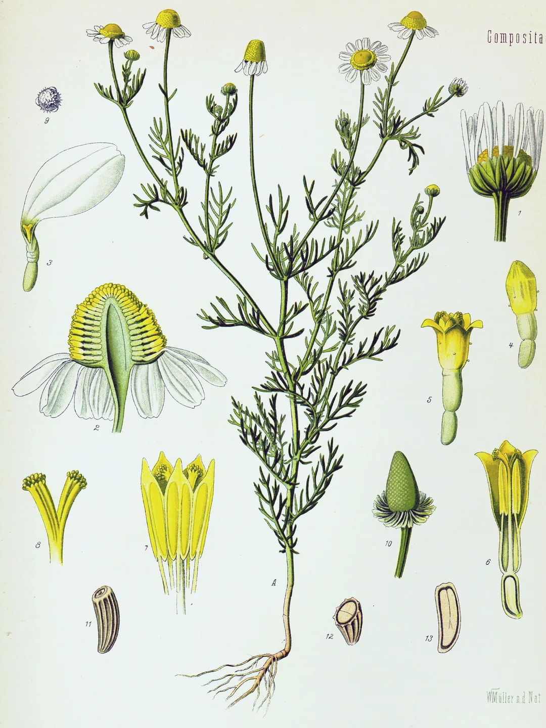 Botanical plate of German chamomile, Matricaria recutita